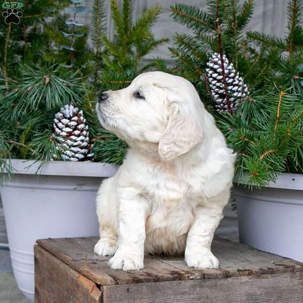 Oliver, English Cream Golden Retriever Puppy